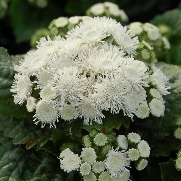 Ageratum Aloha White - Bloom