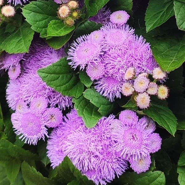 Ageratum Kona Blue - Bloom