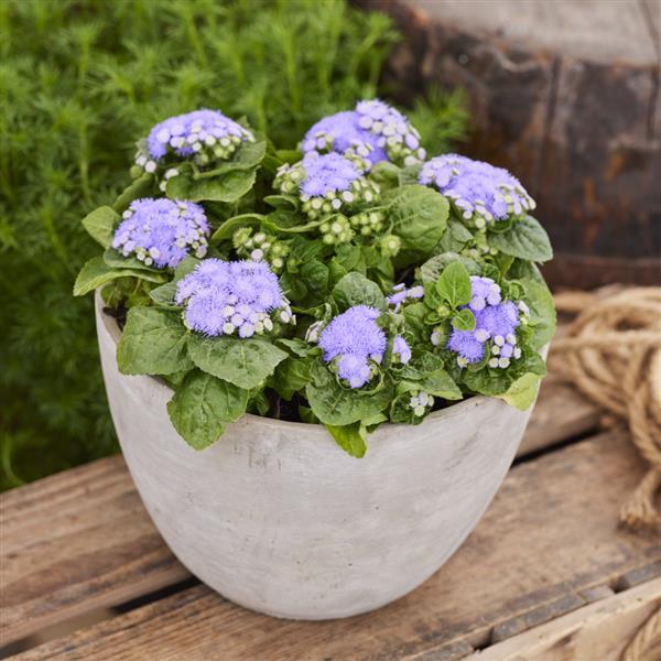 Ageratum Kona Blue - Container