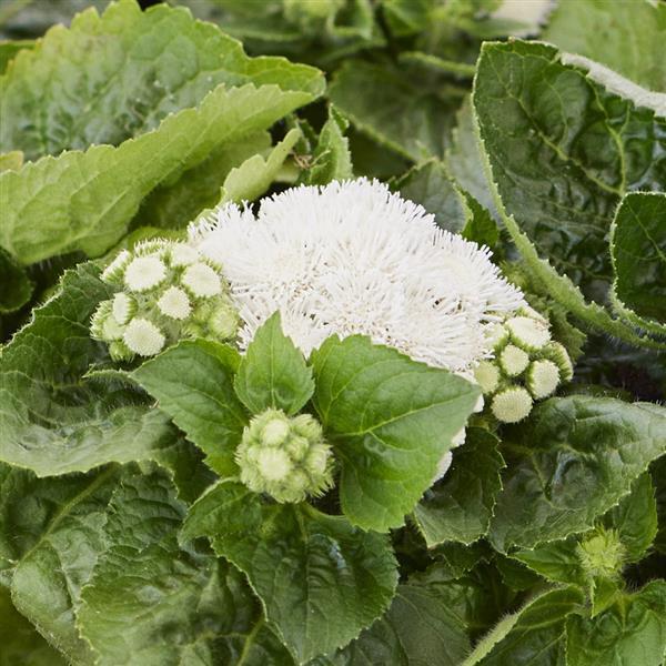 Ageratum Kona White - Bloom