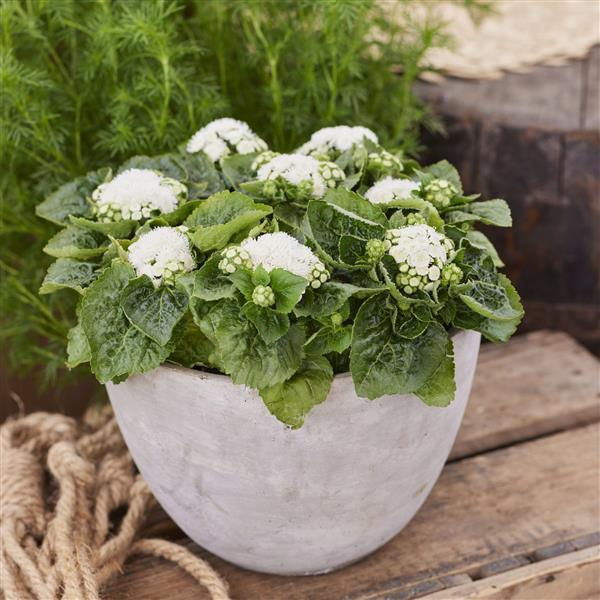 Ageratum Kona White - Container
