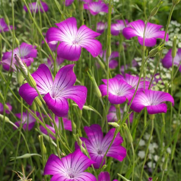 Agrostemma Githago Purple Queen - Bloom