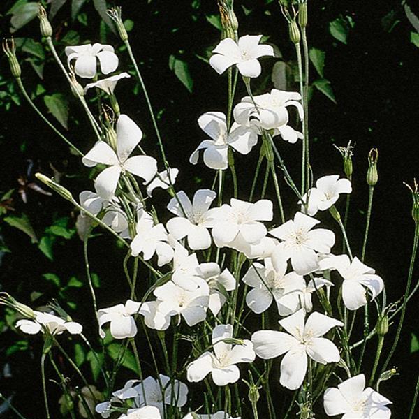 Agrostemma Githago Ocean Pearls - Bloom