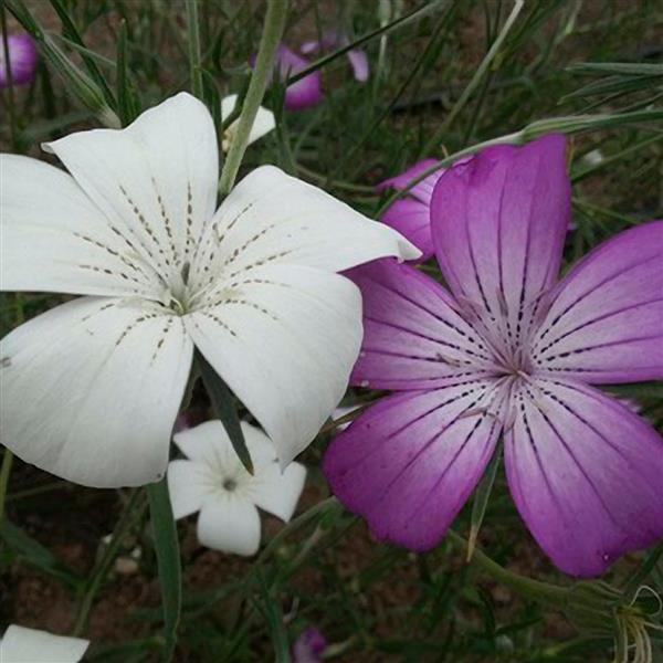 Agrostemma Milas Queen Mix - Bloom