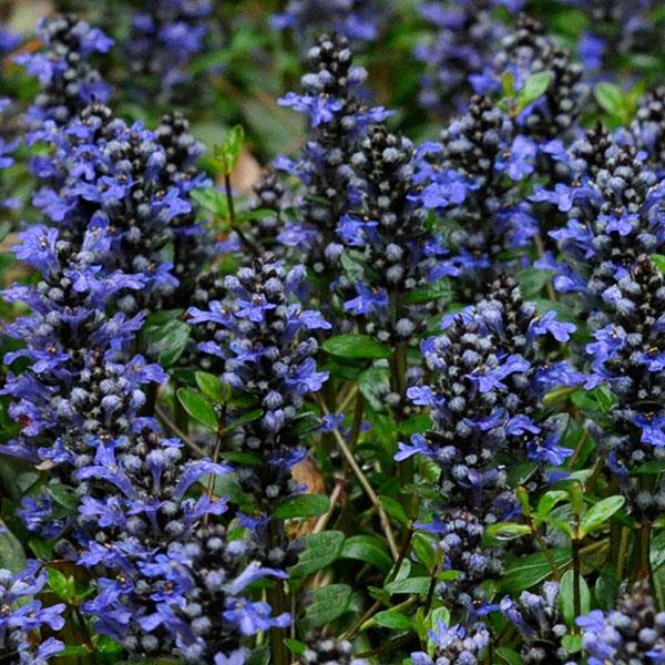 Ajuga tenorii Mint Chip - Bloom
