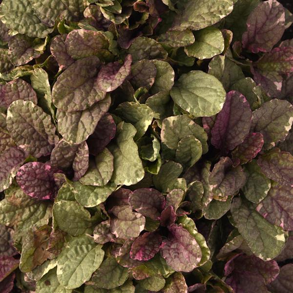 Ajuga Burgundy Glow - Bloom