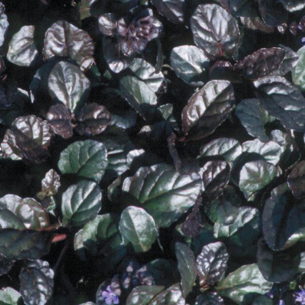 Ajuga Chocolate Chip - Bloom