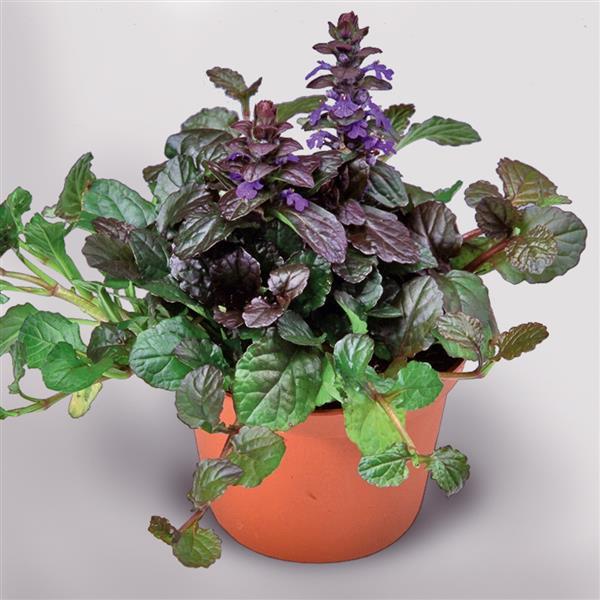 Ajuga Other Chocolate Chip - Container