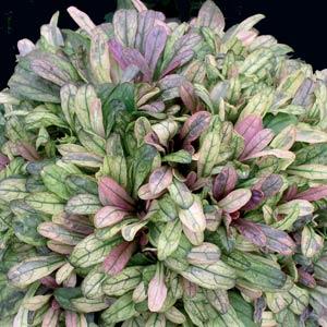 Ajuga Dixie Chip - Bloom