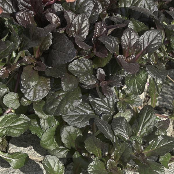 Ajuga Other Chocolate Chunk - Bloom