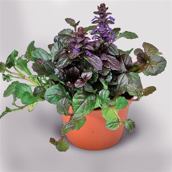 Ajuga Other Chocolate Chunk - Container