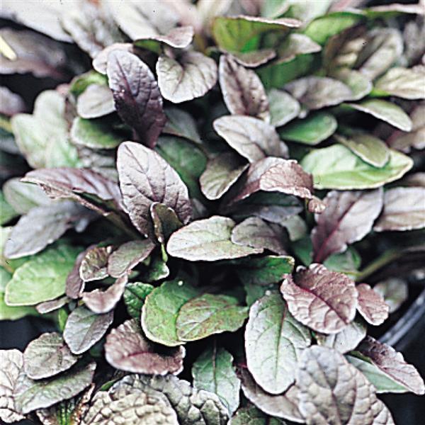 Ajuga reptans Bronze Beauty - Bloom