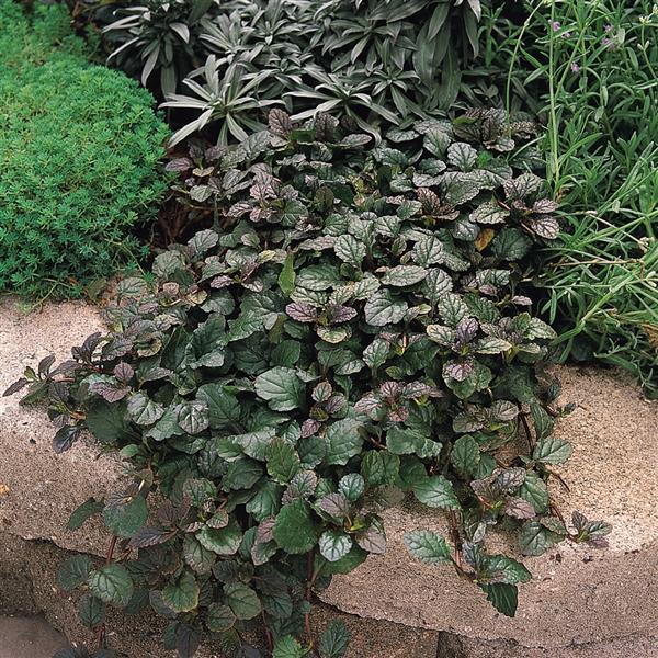 Ajuga reptans Other Bronze Beauty - Landscape