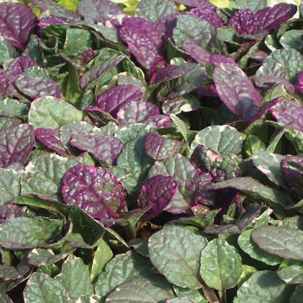 Ajuga reptans Burgundy Glow - Bloom