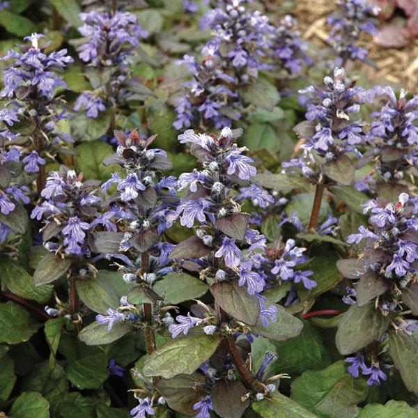 Ajuga reptans Catlin’s Giant - Bloom