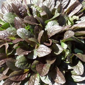 Ajuga reptans Evening Glow - Bloom