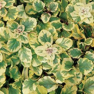 Ajuga reptans Golden Glow - Bloom