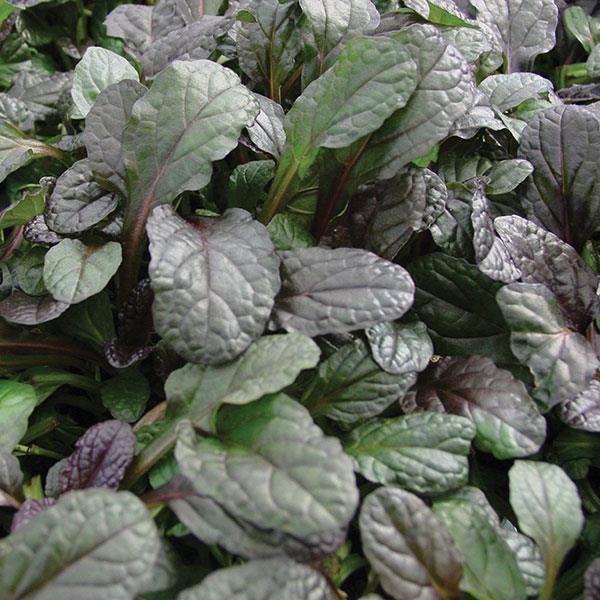 Ajuga reptans Mahogany - Bloom