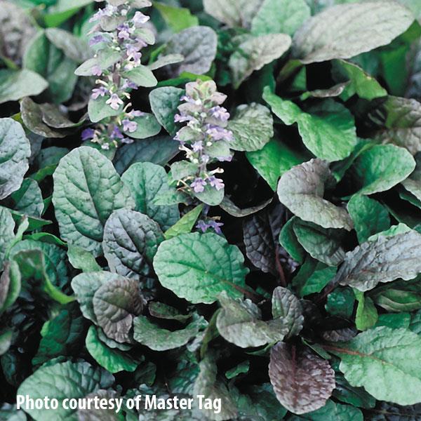 Ajuga reptans Purple Brocade - Bloom
