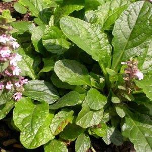 Ajuga reptans Purple Torch - Bloom