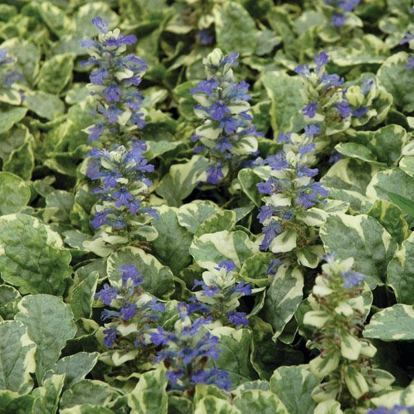 Ajuga reptans Other Silver Queen - Bloom