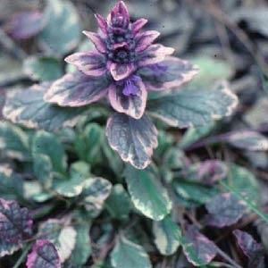 Ajuga reptans Variegated - Bloom