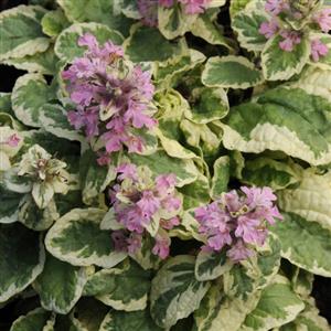 Ajuga reptans Pink Lightning - Bloom