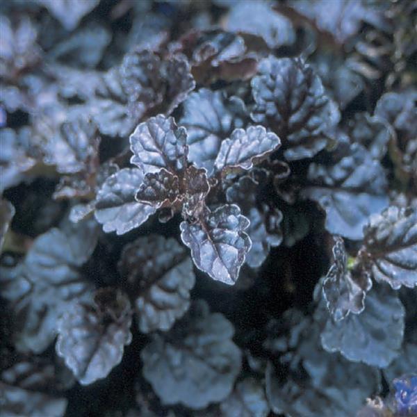 Ajuga reptans Black Scallop - Bloom