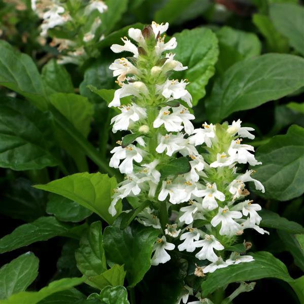 Ajuga Other Nova White - Bloom