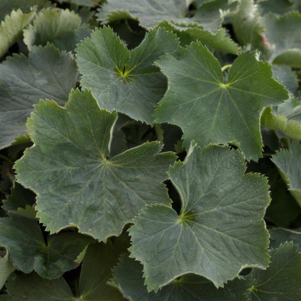 Alchemilla Irish Satin - Bloom