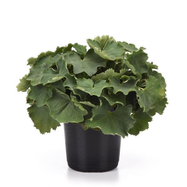 Alchemilla Other Irish Satin - Container