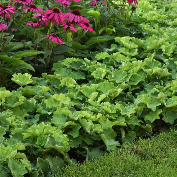 Alchemilla Other Irish Satin - Landscape