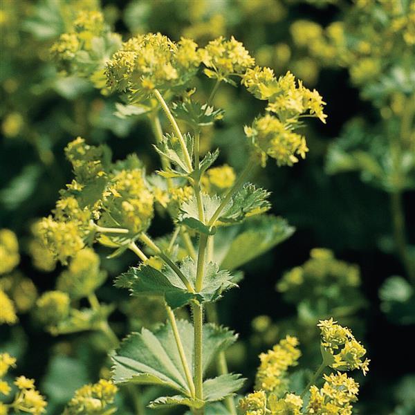 Alchemilla Other Thriller - Bloom