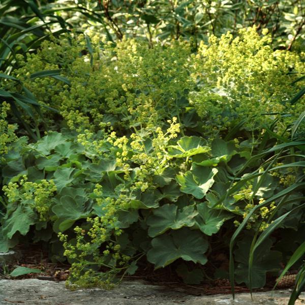 Alchemilla Other Thriller - Landscape