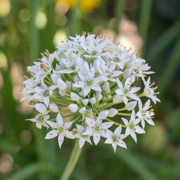 Allium Other Autumn Bee Attraction - Bloom