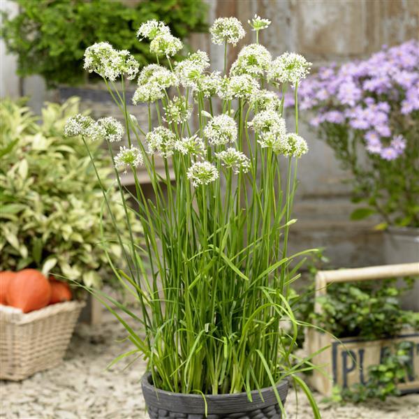 Allium Other Autumn Bee Attraction - Container