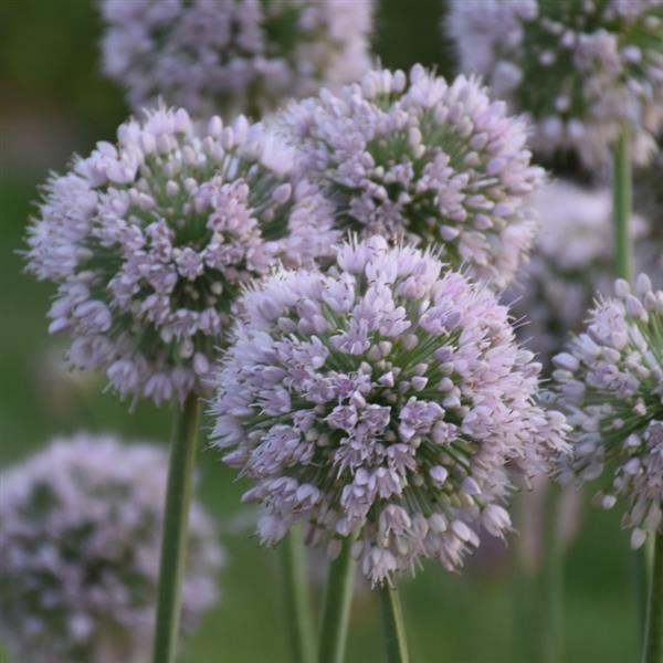 Allium Bobblehead - Bloom