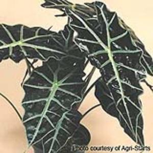 Alocasia Polly - Bloom