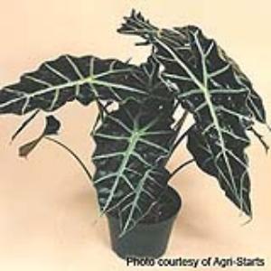 Alocasia Other Polly - Container