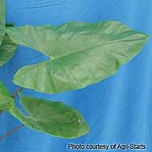 Alocasia Black Stem - Bloom