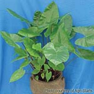 Alocasia Other Black Stem - Container