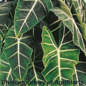 Alocasia Frydek - Bloom