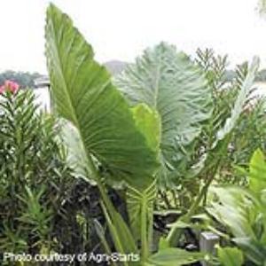 Alocasia Other Calidora - Garden