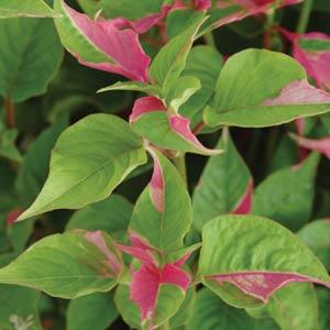 Alternanthera Party Time - Bloom