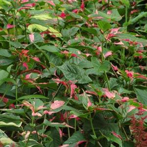 Alternanthera Other Party Time - Garden