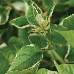 Alternanthera Creme De Menthe - Bloom
