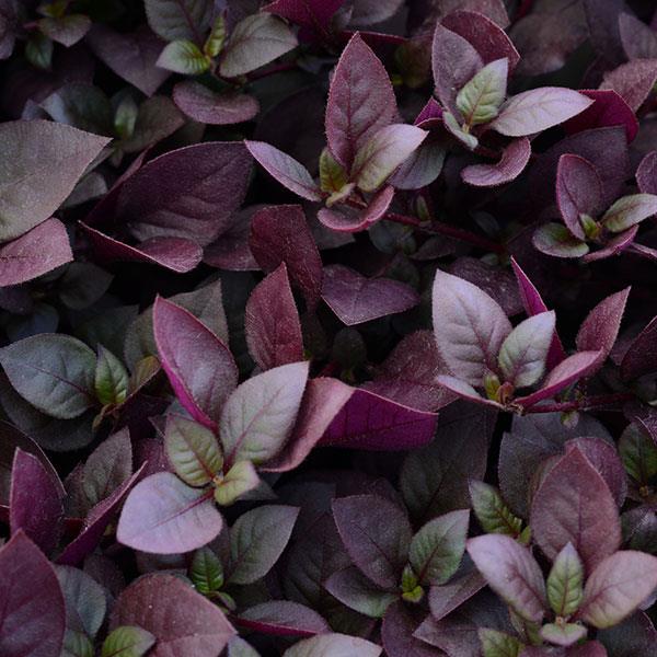 Alternanthera Purple Prince - Bloom
