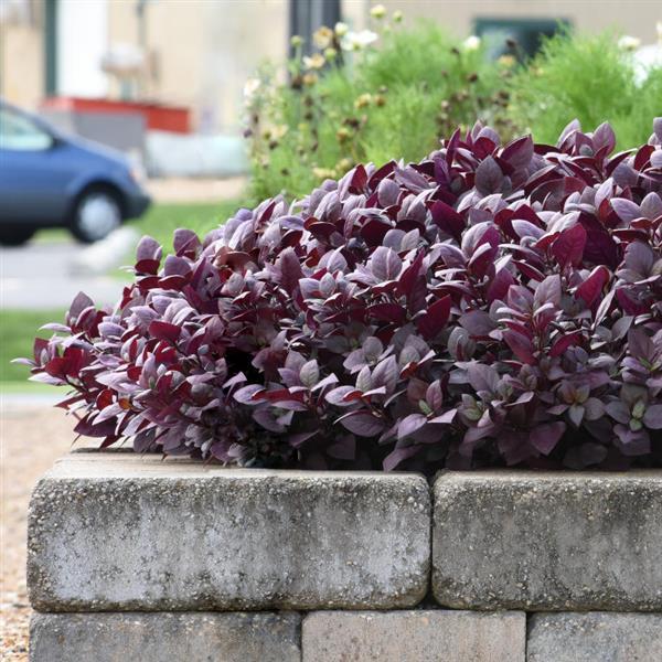 Alternanthera Other Purple Prince - Commercial Landscape 1
