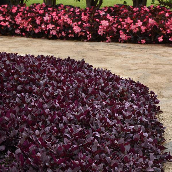 Alternanthera Other Purple Prince - Commercial Landscape 2
