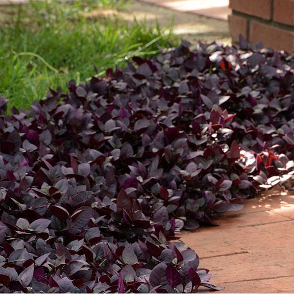 Alternanthera Other Purple Prince - Commercial Landscape 3